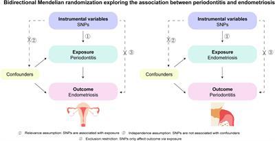 Association between periodontitis and endometriosis: a bidirectional Mendelian randomization study